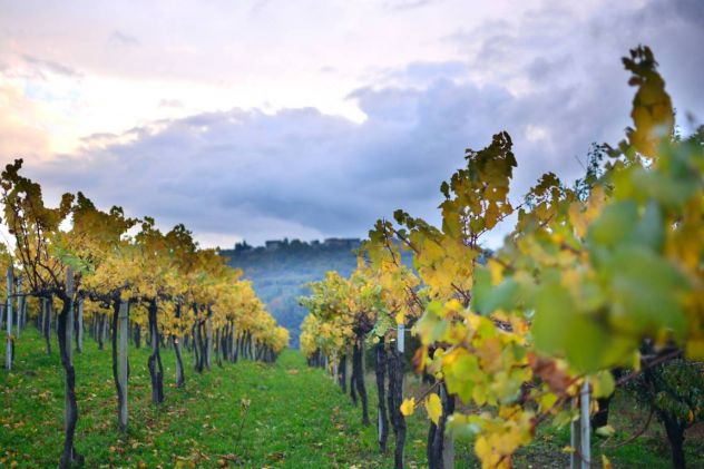 Le Langhe - I Vigneti - Il Vino ... - Foto 3