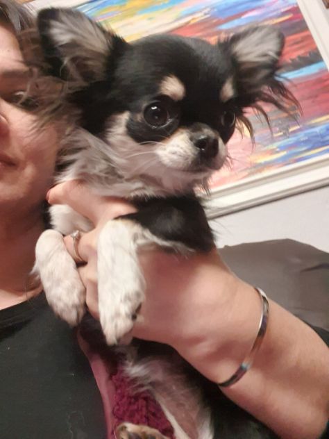 Chihuahua toy femmina Pedigree - Foto 3
