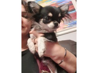 Chihuahua toy femmina Pedigree