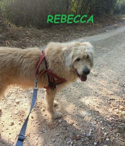 REBECCA 9anni rimasta sola! Dolce past. Vandeano - Foto 4