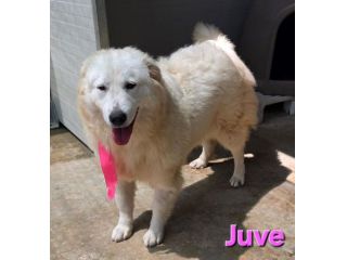Juve