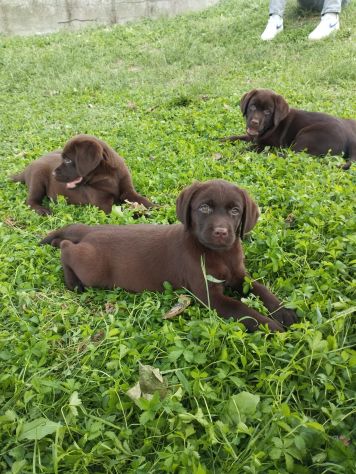 LABRADOR RETRIEVER CUCCIOLI CIOCCOLATO - Foto 2