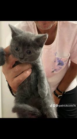 Cuccioli di CERTOSINO PURISSIMI - Foto 5