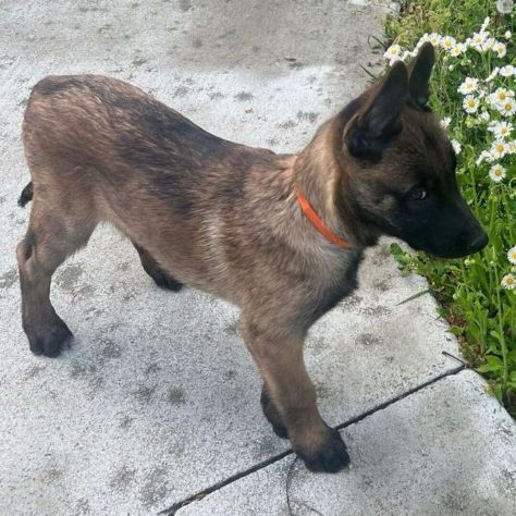 Cuccioli di Pastore Belga Malinois - Foto 2