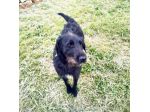 Jerry dolcissimo spinone in adozione