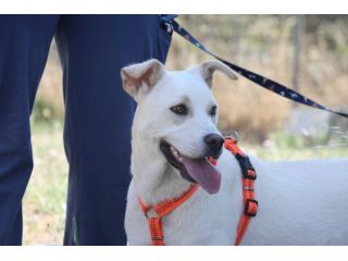 Cucciola meravigliosa attende una famiglia, adotta un cane dal canile.