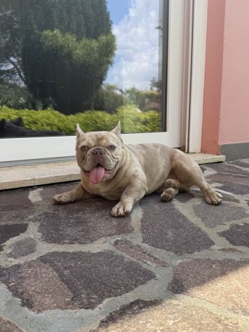 Cuccioli bulldog francese esotico - Foto 8