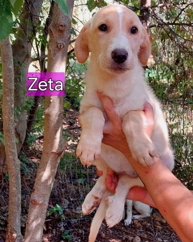 CUCCIOLI IN ADOZIONE - Foto 3