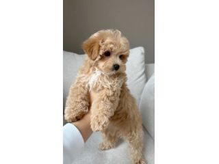 Disponibili cuccioli di Maltipoo