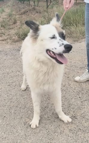 ROCCO un dolcissimo cagnolino in adozione cerca la sua famiglia per sempre - Foto 10