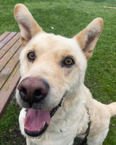 Rocky, cagnolone bianco, taglia media! - Foto 7