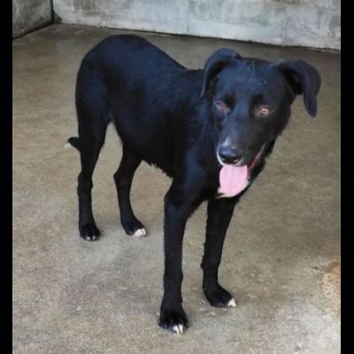 RAOUL TENERO CAGNOLINO IN ADOZIONE - Foto 8