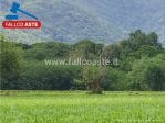 Tribunale di Bari - RG 965/2017  Terreno agricolo  in asta
