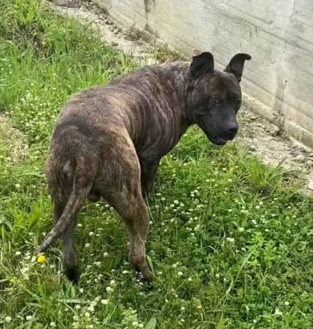 Zaza' ha un' indole meravigliosa, affettuoso cane in adozione 20 kg di tenerezza - Foto 4