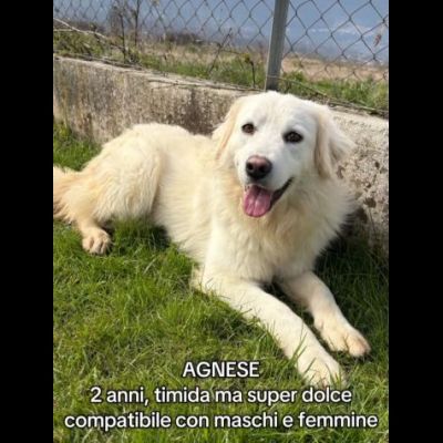 AGNESE TIMIDA E DELICATA CAGNOLINA IN ADOZIONE - Foto 2