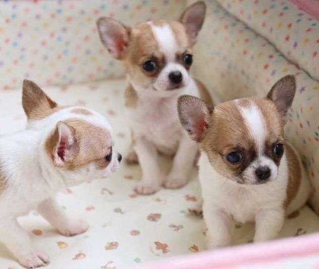 CHIHUAHUA TOY CUCCIOLI DISPONIBILI pag. rate da 12 mesi
