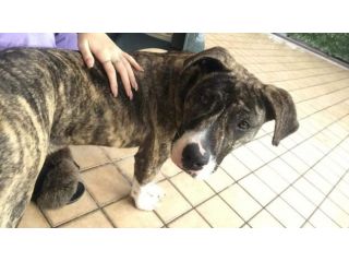 LAMIA, cagnolona legata ad un albero