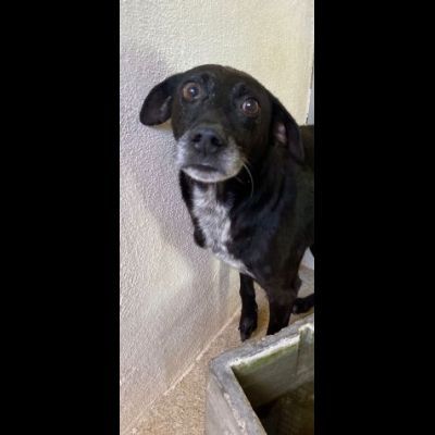 MOZART DOLCEZZA E AVVILIMENTO CANE IN ADOZIONE TG MEDIO CONTENUTA