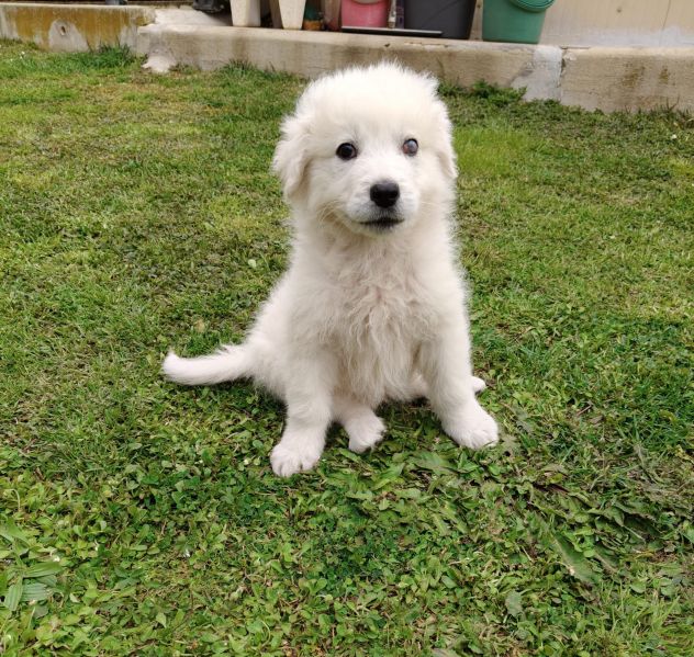 Punch: cucciolo ipovedente taglia grande - Foto 9