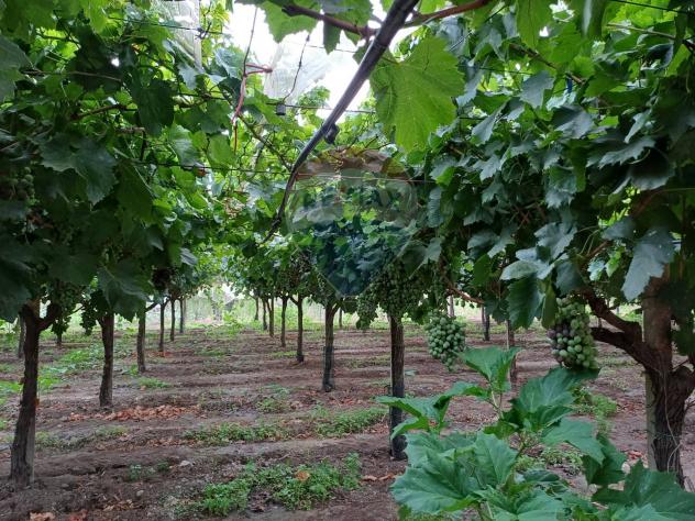 Terreno in vendita a Chiaramonte Gulfi - Foto 15