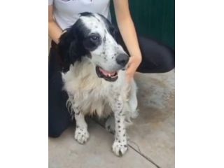 Setter 10anni ipovedente e sfortunato BRESCIA SOS