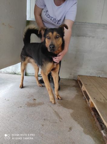 CANE IN ADOZIONE: GRISU' il lupetto abbandonato, taglia medio contenuta - Foto 7