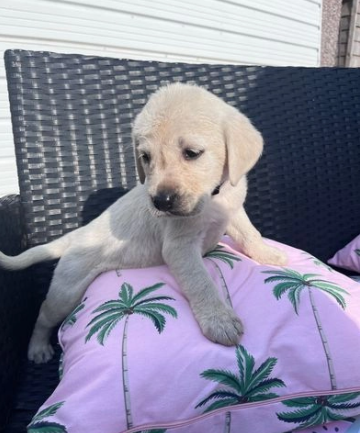 Splendidi cuccioli di razza Labrador Retriever - Foto 2