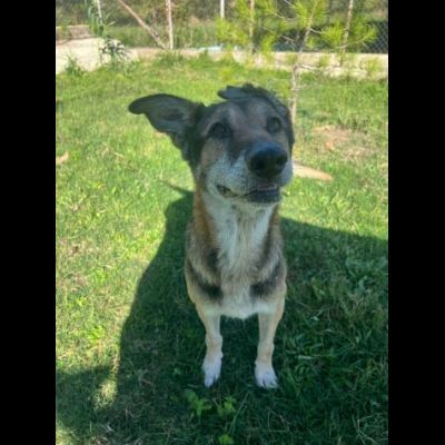 LIMBO E LAMBADA UN CUORE STRAORDINARIO PER ADOTTARLI - Foto 3