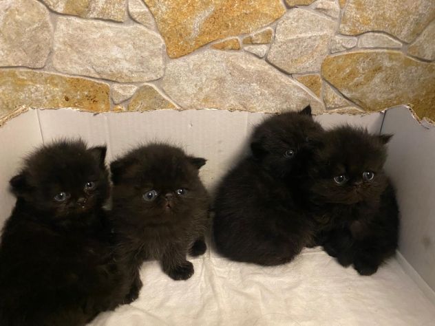 Cuccioli persiani exotic shorthair