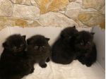 Cuccioli persiani exotic shorthair