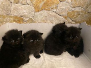 Cuccioli persiani exotic shorthair