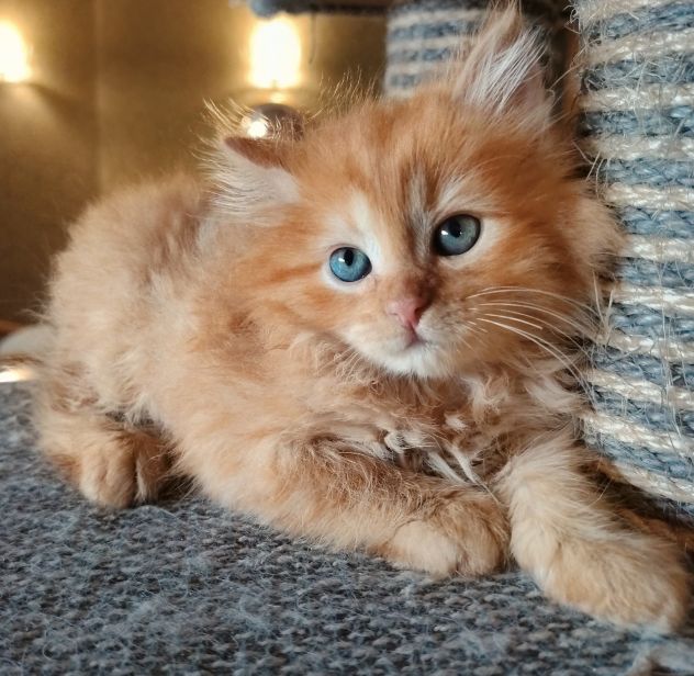 Vendesi gatti Siberiani cuccioli - Foto 2