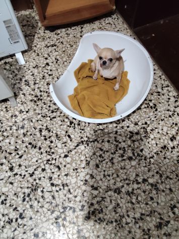 Dolcissima chihuahua mini Toy con pedigree