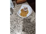 Dolcissima chihuahua mini Toy con pedigree
