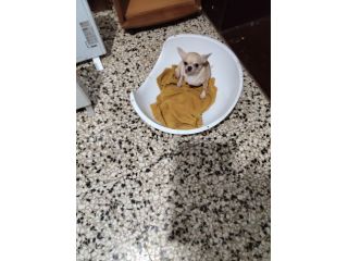 Dolcissima chihuahua mini Toy con pedigree