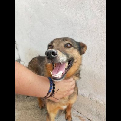 UN'OPPORTUNITA' PER QUESTE ANIME LOKY, DUCA, NELLO CANI IN ADOZIONE - Foto 4