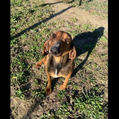 ZARA LA DOLCEZZA INFINITA, CAGNOLINA IN ADOZIONE - Foto 7