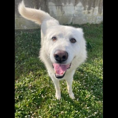 TIMOTEO SUPER COCCOLONE,  APRITE LA SUA GABBIA  CANE IN ADOZIONE - Foto 4