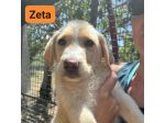 CUCCIOLI IN ADOZIONE