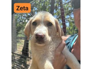 CUCCIOLI IN ADOZIONE