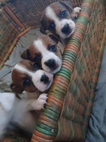 cuccioli jack russel russell terrier - Foto 6