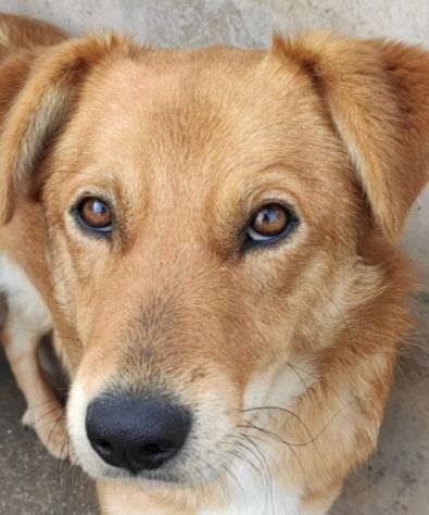ZACK E FABER IN RECLUSIONE SENZA COLPA. CAGNOLINI IN ADOZIONE - Foto 7