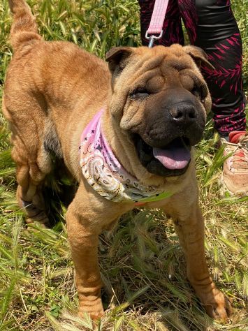 Anita cucciola di 1 anno e mezzo da adottare, simil Sharpei - Foto 8