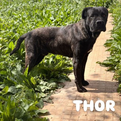 Thor e' buono e gentile cerca casa - Foto 6