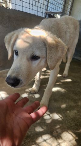 ETTORE L' OCCASIONE PER APRIRSI ALLA VITA CUCCIOLO IN ADOZIONE - Foto 2