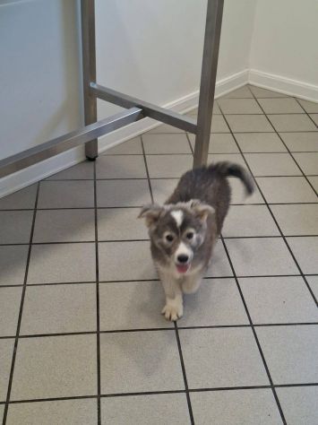 Camillo cucciolo - Foto 4