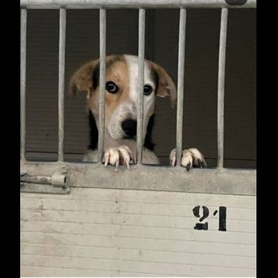 SNOOPY CAGNOLINO IN ADOZIONE - Foto 6