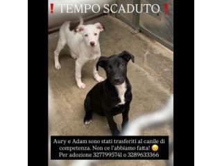 AURY, ADAM SOCIEVOLISSIMI CUCCIOLI IN ADOZIONE