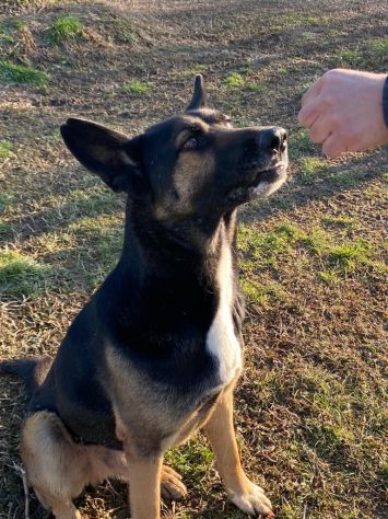 ETTORE: BELLISSIMO INCROCIO PASTORE TEDESCO DA ADOTTARE SUBITO !! - Foto 4