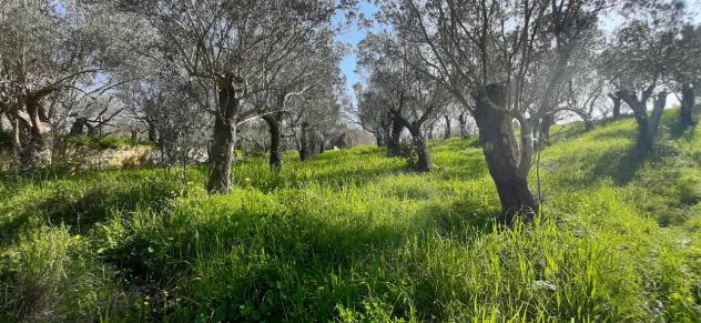 Seminativo in vendita a Montecorvino Rovella - Foto 11